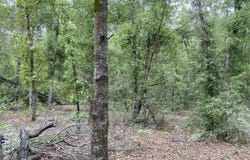 196TH TER, OBrien, FL 32071
