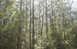 0 Oceola Rd, Folsom, LA 70446
