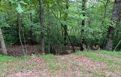 167 Tara Drive, Ellijay, GA 30540