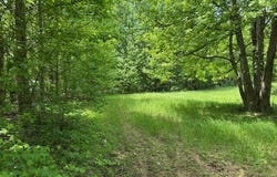 0 May Branch Rd, Cypress Inn, TN 38452