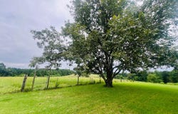 12501 STATE HWY 253, Brilliant, AL 35548