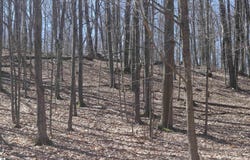 Crystal View Commons lot: 21, Beulah, MI 49617