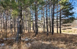 Xxx Goldfinch Circle NE, Miltona, MN 56354