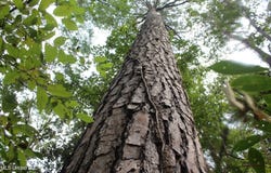 Fox Road, Gloster, MS 39638