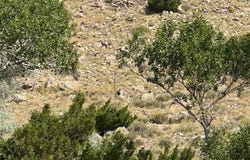 TBD Wall St, Cody, WY 82414