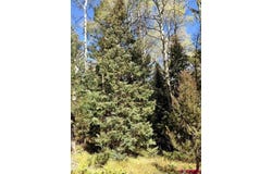 200 Crest Drive, Cimarron, CO 81220