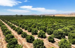 0 Road 136, Orange Cove, CA 93646