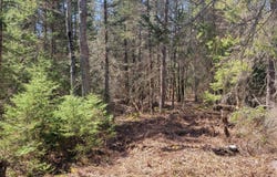 5350 PINEAIRE DR, Rhinelander, WI 54501