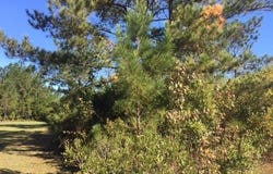BONNIE Lane lot: 3, Covington, LA 70433