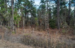 NE 150TH Avenue, WILLISTON, FL 32696