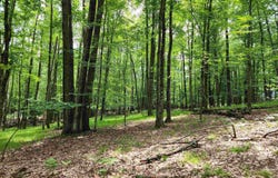 2145 Elkhorn Way, Farwell, MI 48622