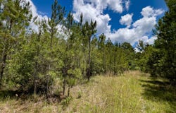 004  Brushy Hammock, Mayo, FL 32066