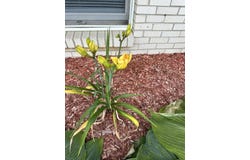 319 Tulip Lane, Lowell, IN 46356