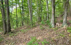 Mosquito Road, Six Mile Run, PA 16679