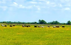 TBD Tract 4 Beal Rd, Eagle Lake, TX 77434