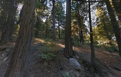 20 Burnt Mill Canyon Road, Cedarpines Park, CA 92322