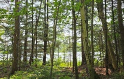 Tbd Off DEER RD, Mercer, WI 54547