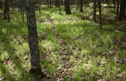 1813 State Highway 101, Florence, WI 54121