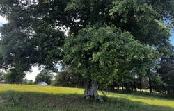 Cedar Court lot: 10, Searcy, AR 72143