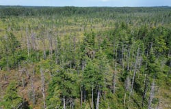 9040 Bone Lake, Newberry, MI 49868