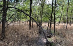 Tbd CR 117 Road, Rogers, TX 76569
