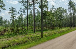 15.84 Acre Crown Zellerback Rd., Lumberton, MS 39455