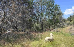 lot 298 Eel drive, Hornbrook, CA 96064-0000