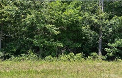 Brandon Drive unit: 5-8, Claremont, NC 28610
