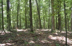 300 Canaan Lane, Rising Fawn, GA 30738