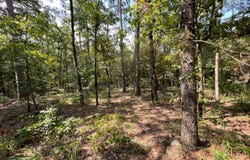 240 acres Woodland Trail, Daisy, OK 74540