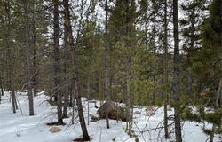 649 VISTA ROAD, Idaho Springs, CO 80452