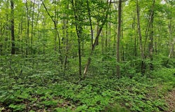 Lots 17-32 Indian Drive, Hayward, WI 54843