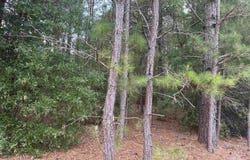 TBD Festival Trail Road, Salley, SC 29137