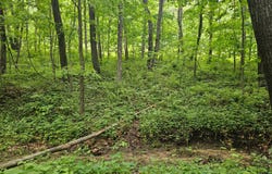 24001 Nickel Ave, Gallatin, MO 64640