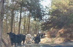 Us Hwy 160, Gainesville, MO 65655
