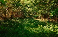 127 Ac +/- Climer Road, Golconda, IL 62938
