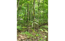 S Deer Run Rd, Kinross, MI 49752
