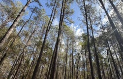 0 Tiger Drive, Elba, AL 36323
