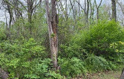 Alta Dr, Alderson, WV 24910
