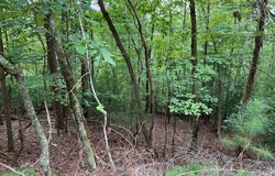 167 Tara Drive, Ellijay, GA 30540