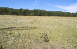 TBD County Road 12, Florissant, CO 80816