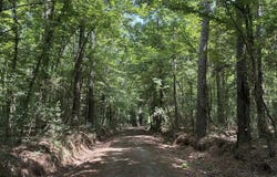 967 County Road 2603, Shelbyville, TX 75973