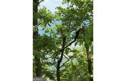 157 HWY, Menlo, GA 30731