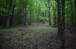 0000 Pole Thickett Road, Black Sprs., AR 71960