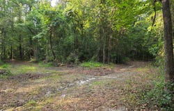0 Cedar Springs Road, Cedar Springs, GA 39832