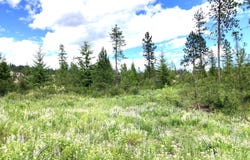 #T BUFFY LN, INCHELIUM, WA 99138