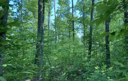 N/A N M-33, Rose City, MI 48654