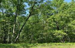 Hill View, Reed City, MI 49677