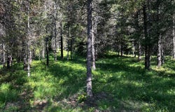 NHN Graves Creek Loop, Thompson Falls, MT 59873