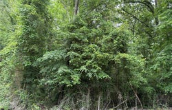 Ashborough Drive lot: 65, Cottondale, AL 35453